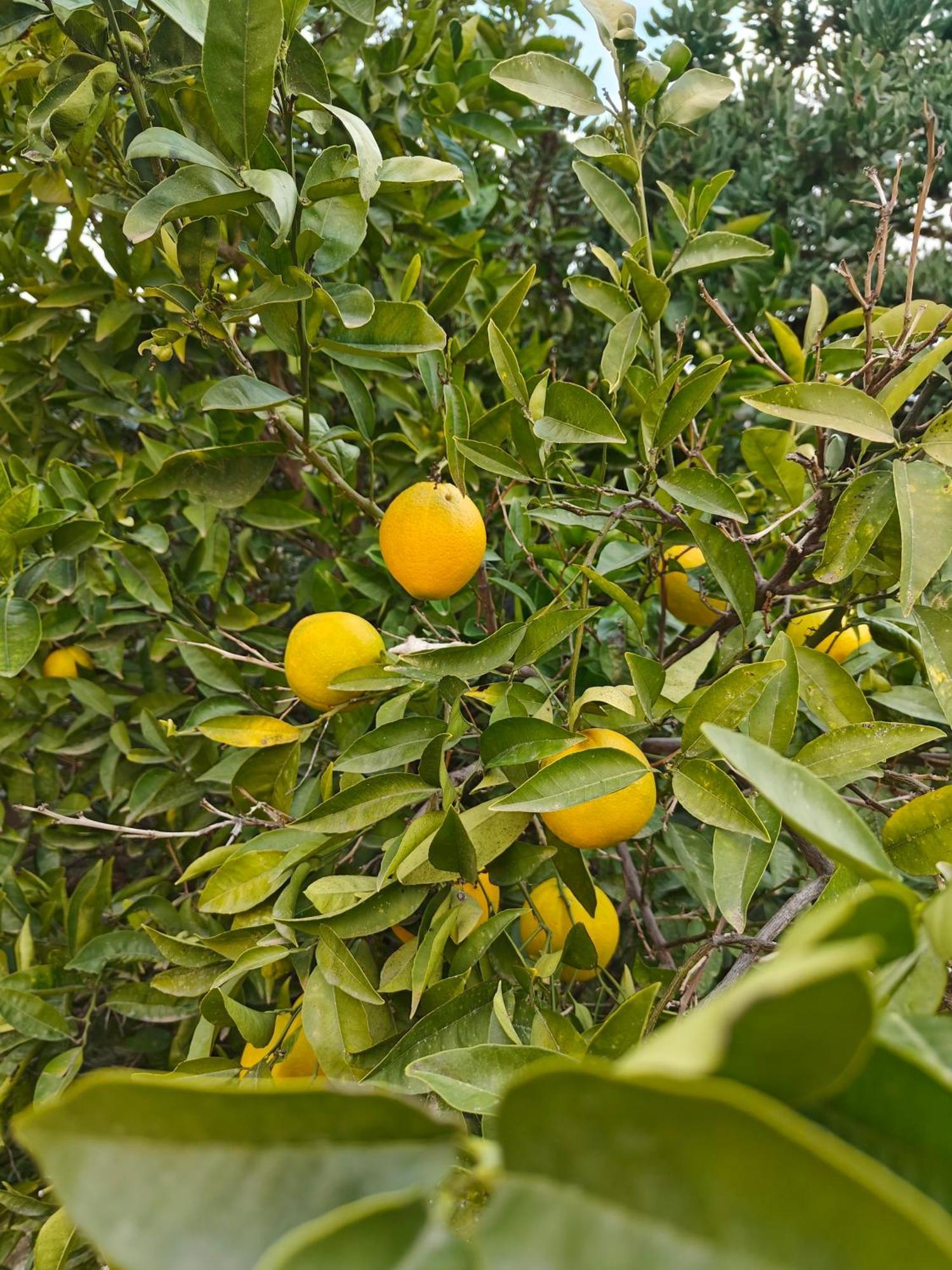 Finca Oliva Bolulla Esterno foto