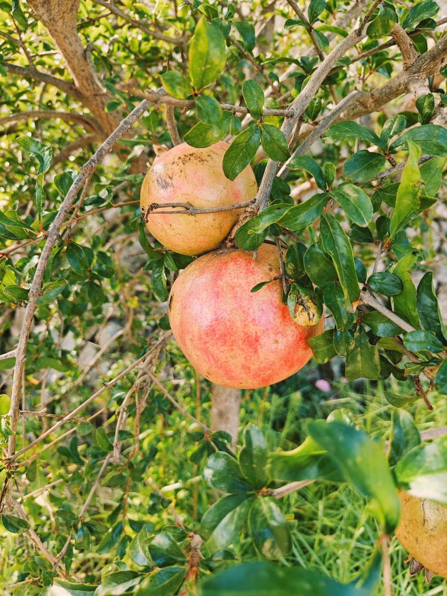 Finca Oliva Bolulla Esterno foto